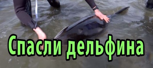 Спасен дельфином 5. Спасен дельфином 5