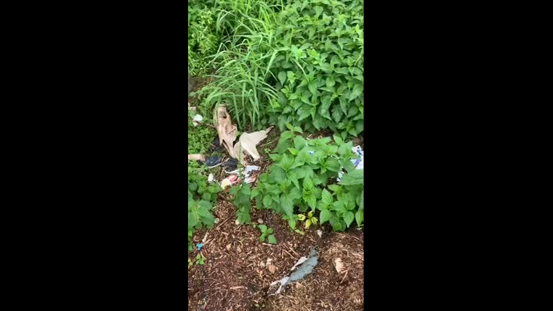VID_45421017_160728_974.mp4