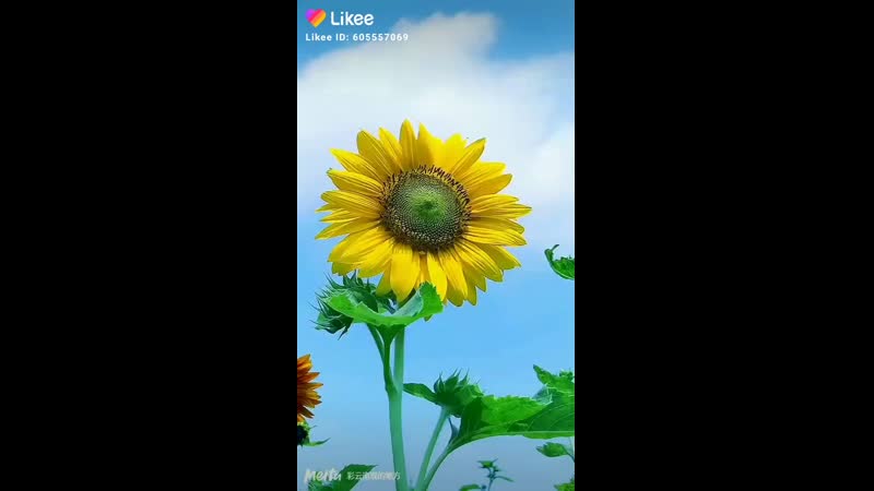 Like_2020-08-03-09-31-26.mp4