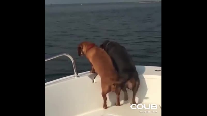 Радостный пёсик