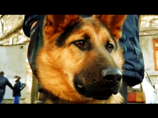 10 САМЫХ УМНЫХ ПОРОД СОБАК