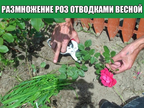 Размножение роз отводками весной своими руками Один из способов размножения роз получение их окольцованными горизонтальными отводками. В апреле начале мая у куста пригибают один или несколько