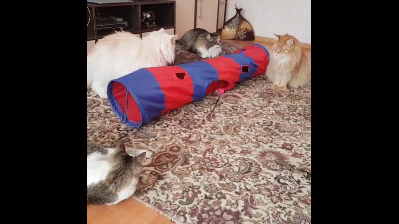 VID_109060712_033945_483.mp4