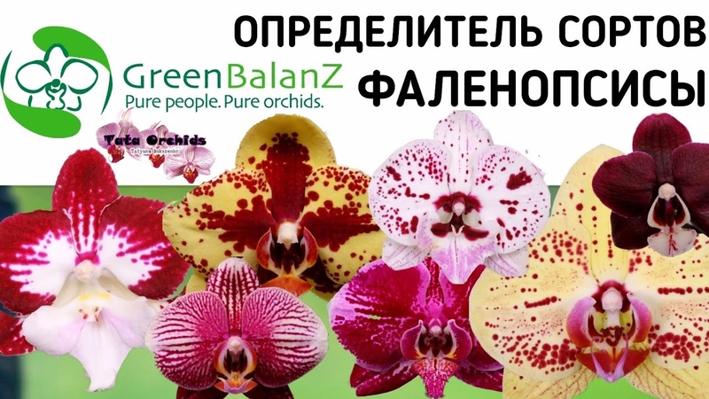 Определитель сортов фаленопсисов. Фаленопсис сорта определитель. Нидерланды определитель орхидей