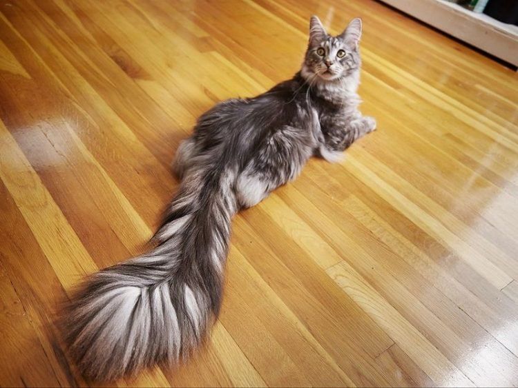 Это точно кот?
