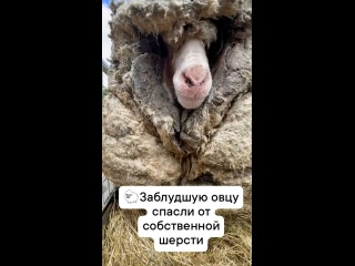 🐏 В Австралии спасли сбежавшую овцу, которая едва не погибла из-за собственной шерсти  Недалеко от Лансфилда в штате... (видео)